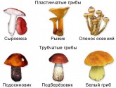 Типы грибов и их особенности